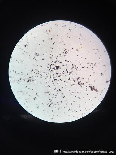 1000倍下的丛鞭毛光学显微镜照片