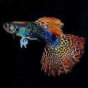 龙鳞七彩蕾丝孔雀鱼活体蕾丝五彩蕾丝热带鱼孔雀鱼热带鱼观赏鱼