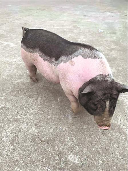 "掌上名猪"长到190斤 主人无奈送给农村亲戚 第二天"