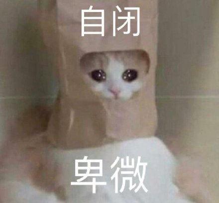 自闭卑微流泪猫猫头_卑微_猫猫_自闭表情