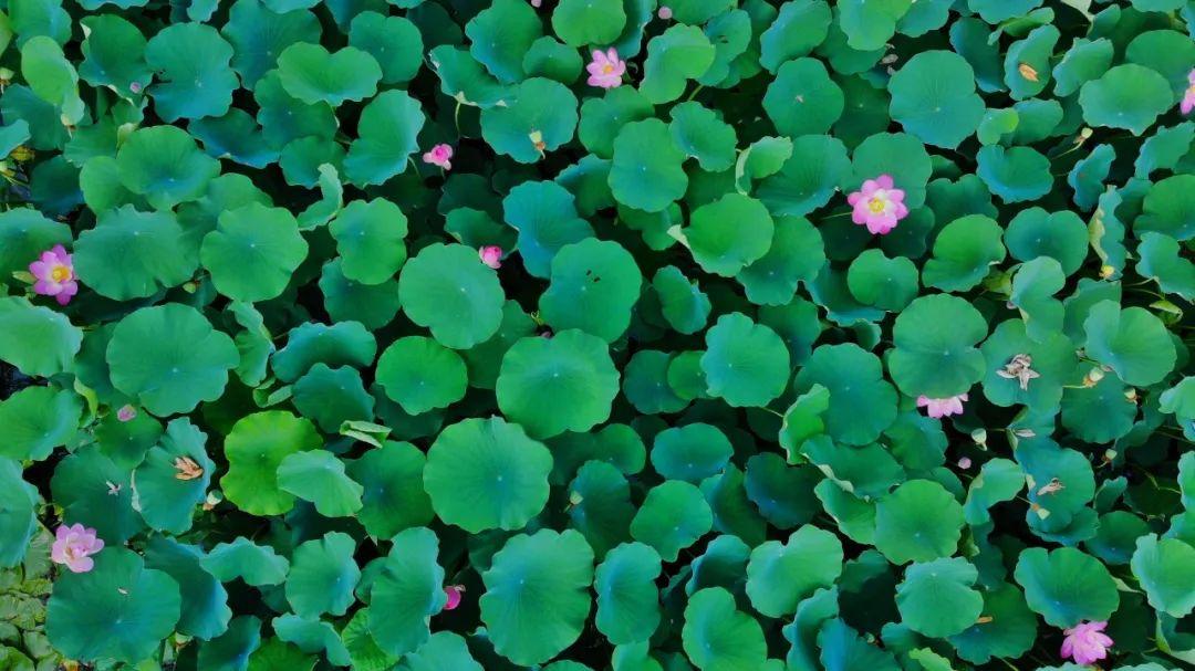 藕断丝不连?这几个关于荷花的秘密你一定