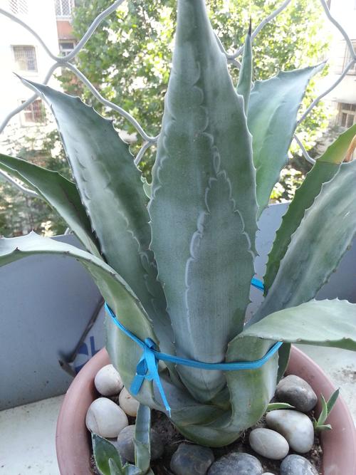 有谁知道这个绿色植物叫什么
