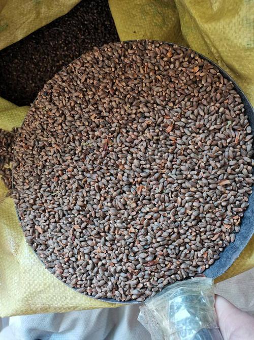 林区柏树籽当年通货 可以提供:支持走快递