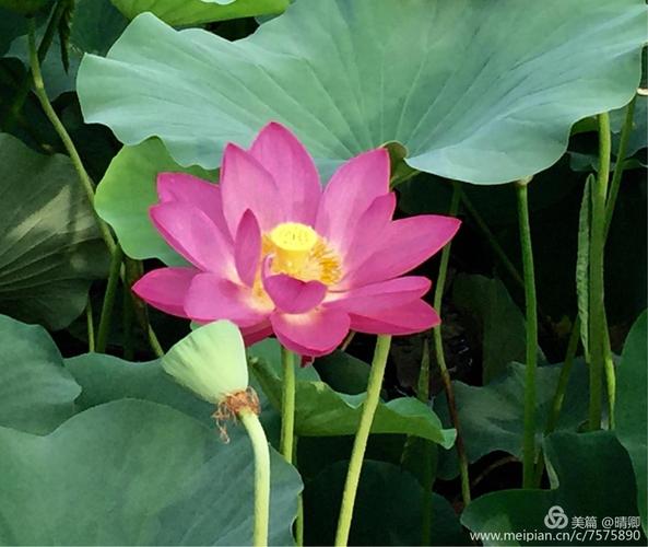 荷花盛开,岁月静好.