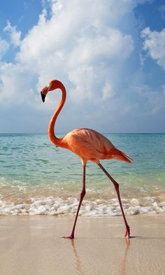 动物宠物[480x800]