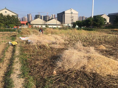 武进区湖塘镇沙塘岸社区开展禁止焚烧秸秆宣传整治活动