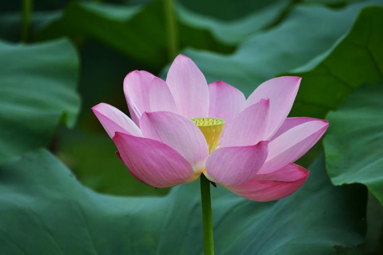 六月荷花