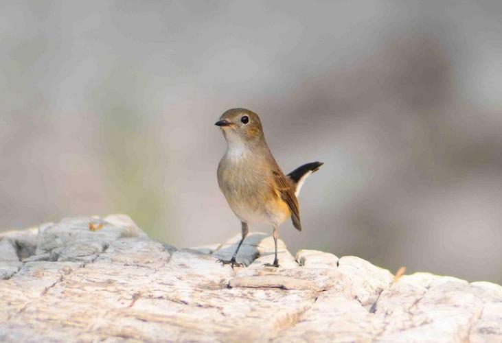 红喉姬鹟(母鸟)