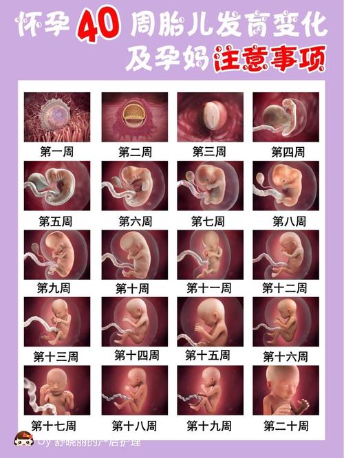 孕期腹中胎儿变化全过程及注意事项