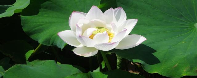 莲花和荷花的区别!