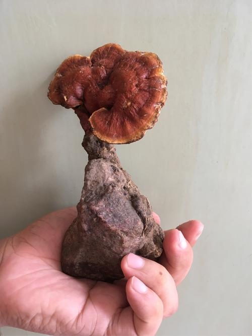 长在石头上的灵芝