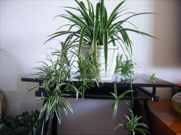 [图解]金边麦冬与金边吊兰的区别