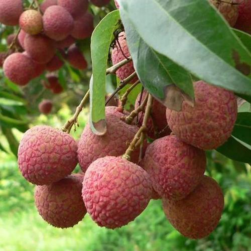 预售 黑叶荔枝(5斤装顺丰包邮)