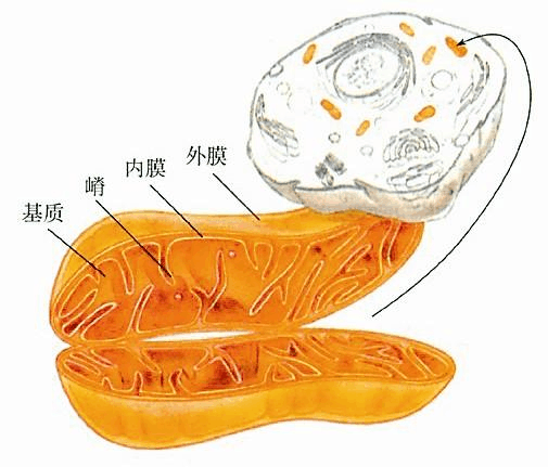 线粒体组成结构图