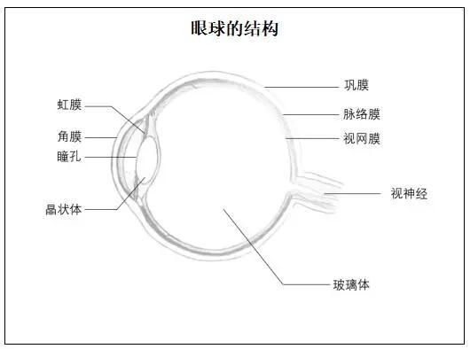 初中生物眼球的结构教案