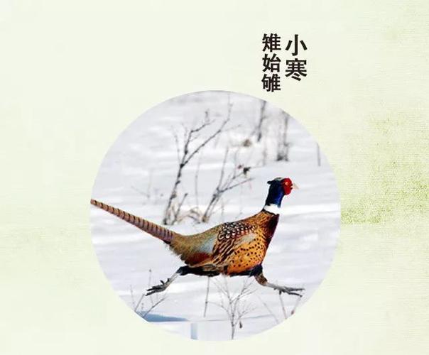 节气令小寒日初长风吹腊梅香