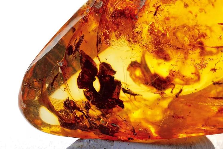 波罗的海琥珀:上帝的眼泪