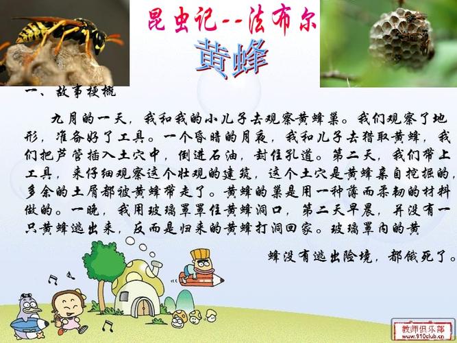 《昆虫记》黄蜂ppt课件.ppt