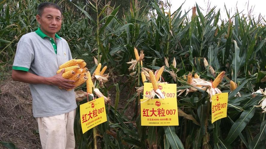 热烈祝贺响水红大粒505,红大粒007市场启动会胜利召开