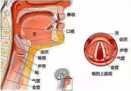 疾病科普——急性会厌炎