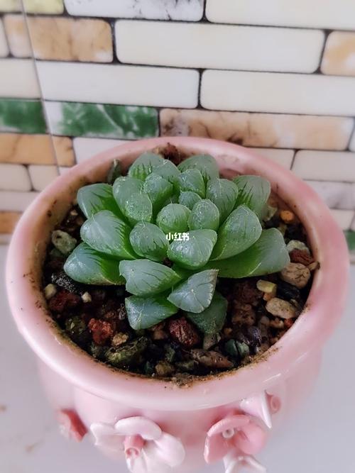 玉露_多肉植物_多肉控_家居家装_家居装饰