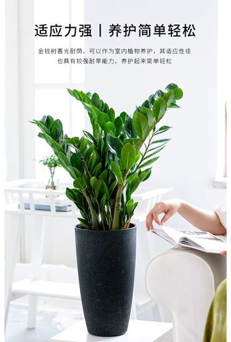 劲胜钱串子花金钱树四季常青钱串子大绿植旺宅发财树客厅办公室盆栽