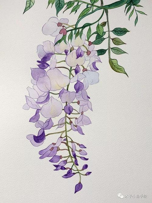 今年画的第三幅紫藤花.