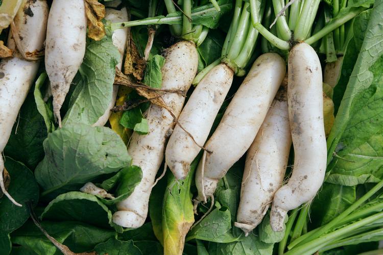 美浓白玉小萝卜