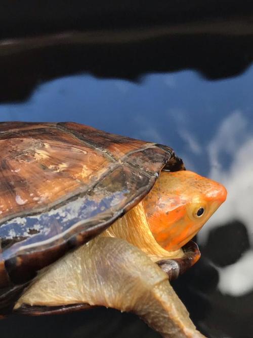 十大蛋龟漂亮的品种大全