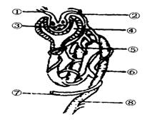 右图是一个肾单位的结构模式图,请回答