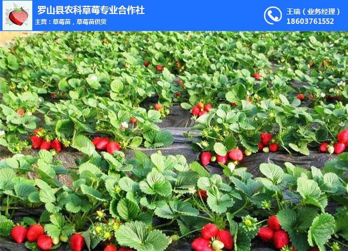 北京草莓种苗-培育脱毒草莓种苗的苗圃-农科草莓(优质