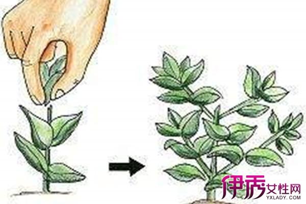 【图】植物摘心图解 4个方面带你全面了解植物摘心