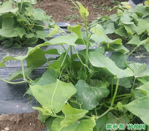 北方佛手瓜的种植与管理