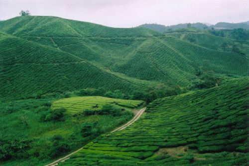 山东丘陵