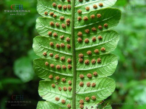 cyclosorus chingii  科属名称:thelypteridaceae(金星蕨科)  毛蕨属