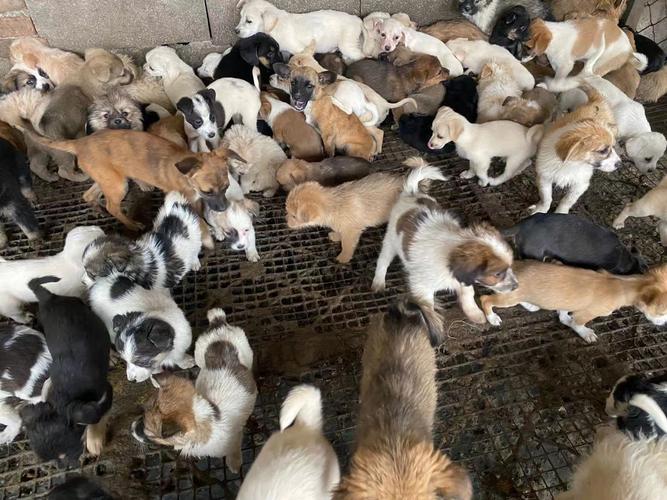土狗幼犬出售哪里有肉狗养殖场