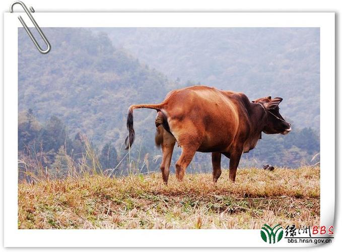 牛尾巴的功能