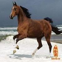 2018属马微信头像图片大全【点击鼠标右键下载】