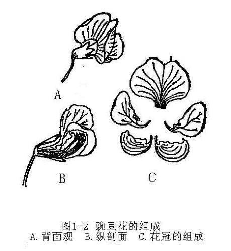 植物胚胎学实验1花形态结构解剖观察doc7页