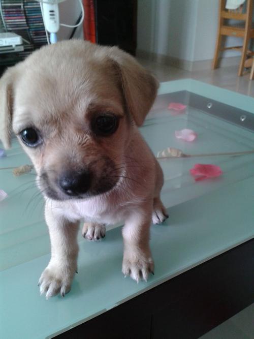 请问这个是吉娃娃与八哥犬的杂交吗,现在3个月,看着还