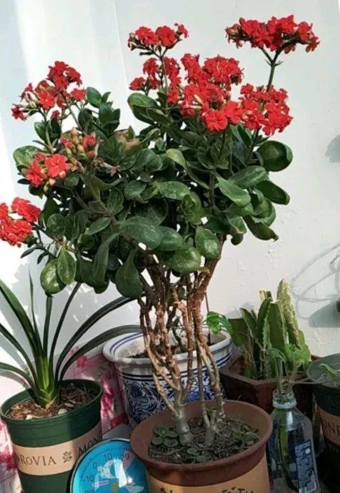 长寿花老桩张牙舞爪很难看怎么办?这样剪,株型好开花多