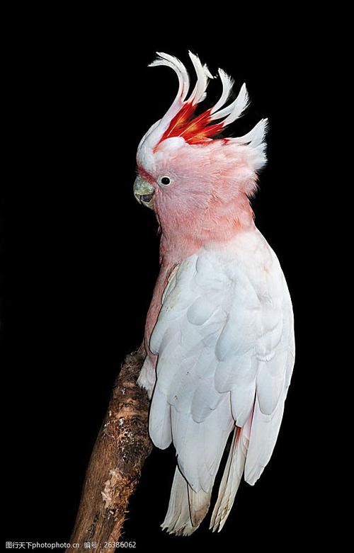 白色鹦鹉摄影