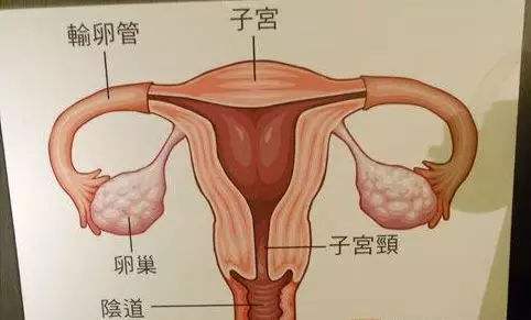 子宫肌瘤手术后能买保险吗 子宫切除还能入保险吗