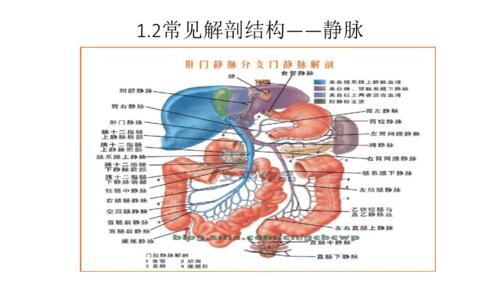 肝胆胰脾解剖结构初步认识ppt课件