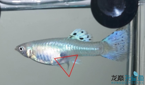 孔雀鱼生小鱼,尾巴先出来的