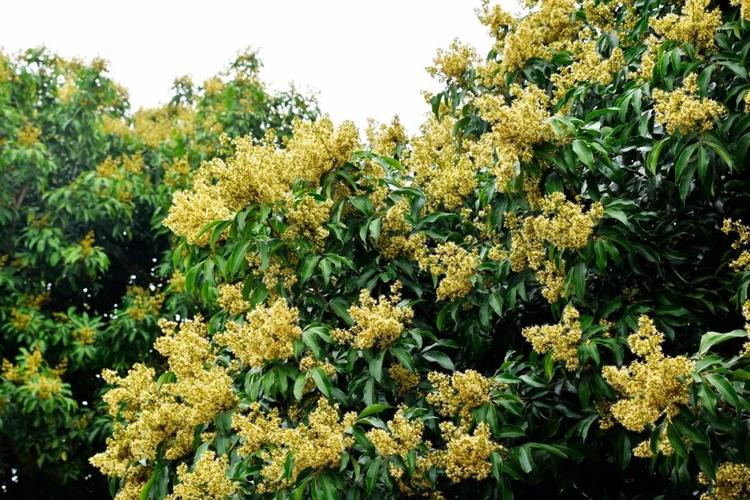 壮观厚街荔枝开花率超八成果农请上百箱蜜蜂助产