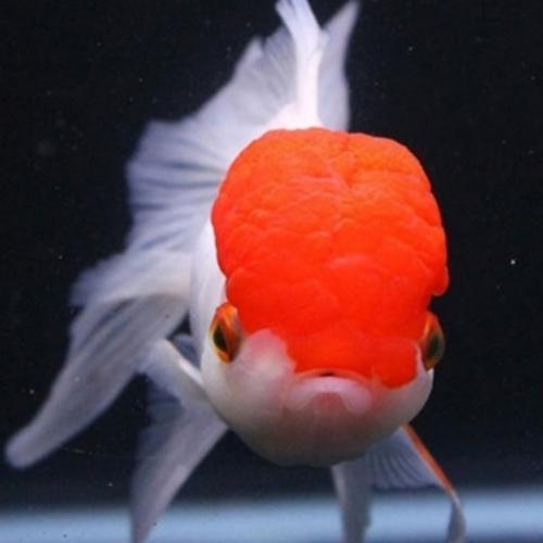 鸿运当头红狮金兰寿泰泰狮冷水观赏鱼淡水鱼小金鱼