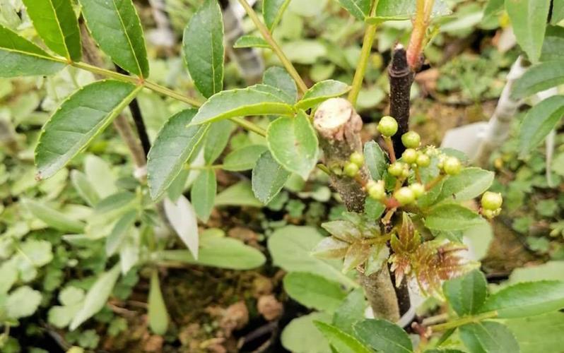 5,花椒定植是关键,刚发芽的时候栽植成活