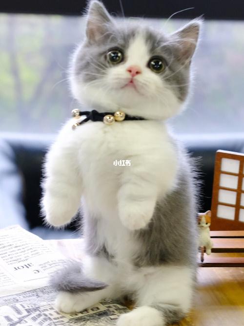 蓝白矮脚弟弟蓝白短腿猫曼基康矮脚猫蓝白猫
