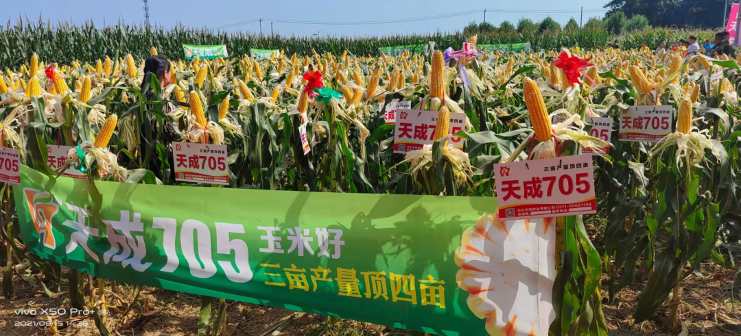 3厘米,穗行数16行左右,2019年河北先胜优玉米新品种联合体夏播4500株